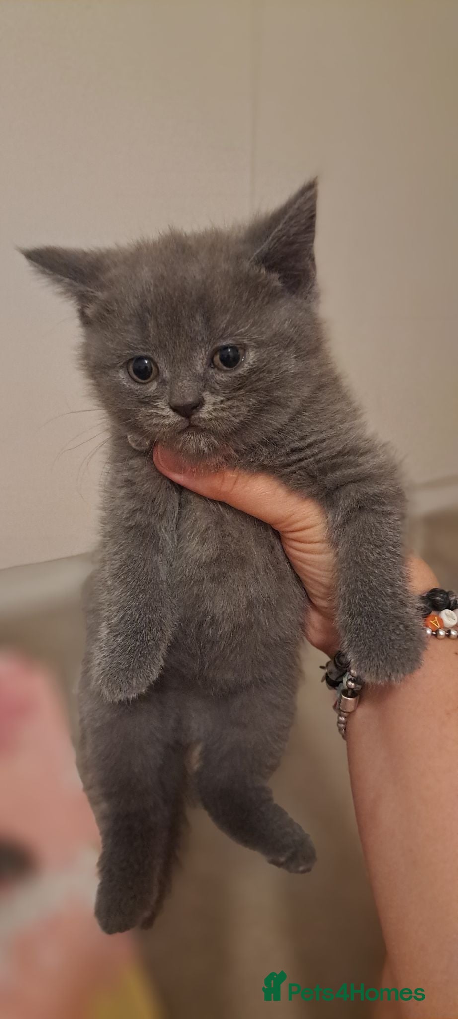 Scottish Fold cats Scottish fold & british straignt kittens  - Advert 20