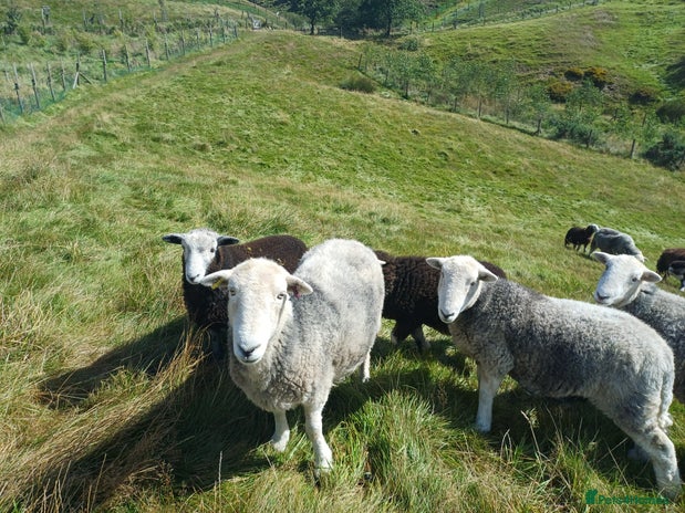 Sheep livestock - Advert 1