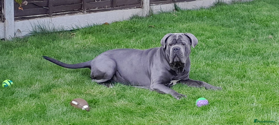 Cane Corso dogs for stud: BLUE CANE CORSO STUD  in Waltham Cross - Image 7