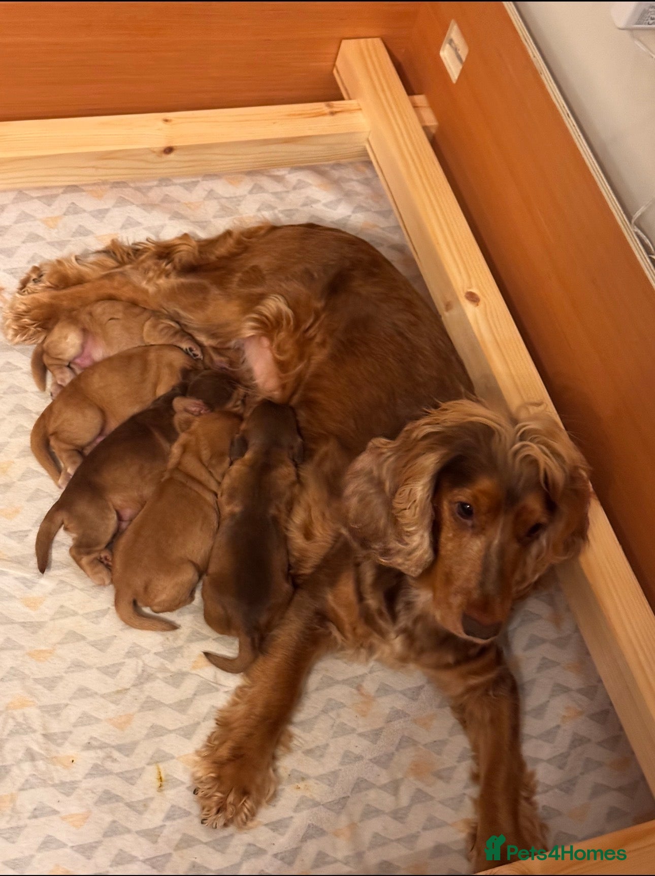 Cocker Spaniel dogs 2 cocker spaniel boys available  - Advert 10