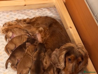 Cocker Spaniel dogs 3 cocker spaniel boys available call ** - Advert 1
