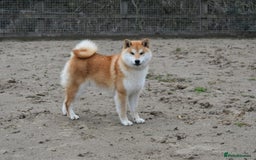 Japanese Shiba Inu dogs for sale: Beautiful Japanese Shiba Inu Puppies - Image 16