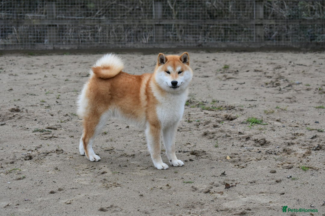 Japanese Shiba Inu dogs for sale: Beautiful Japanese Shiba Inu Puppies - Image 16