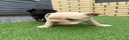 French Bulldog dogs for sale: Stunning French Bulldog Puppies in Norwich - Advert 27