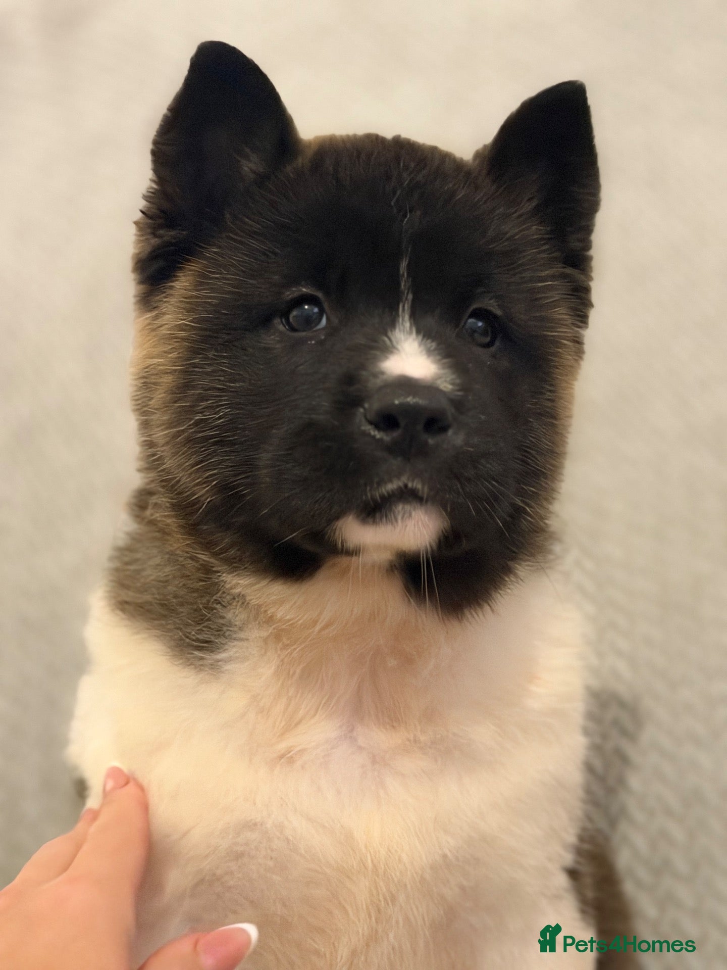Akita dogs AKITA PUPS! PARENTS KC REGISTERED  - Advert 1