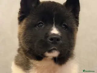 Akita dogs AKITA PUPS! PARENTS KC REGISTERED - Advert 2