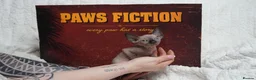Sphynx cats for sale: Blanket Loving Canadian Sphynx in Manchester - Advert 4