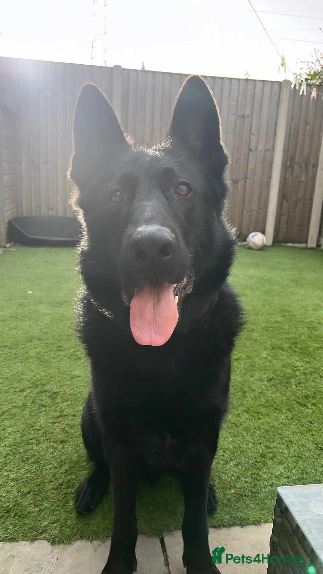 German Shepherd dogs for sale: Beautiful German shepherd - perfect family dog - Advert 3