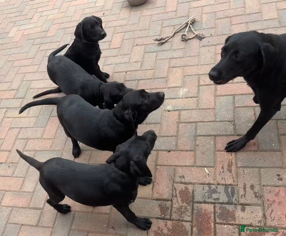 Labrador Retriever dogs - Advert 5