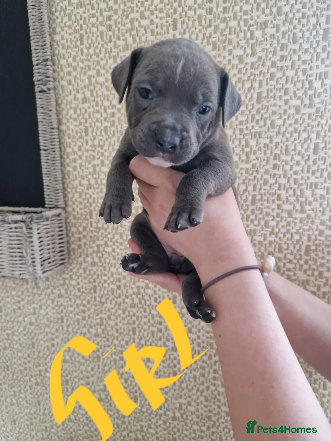 Staffordshire Bull Terrier dogs for stud: Proven Beautiful Blue Staff Stud in Walsall - Advert 9