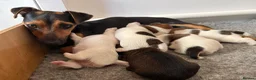 Jack Russell dogs for sale: Delightful Miniature Jack Russell Pups - Advert 15