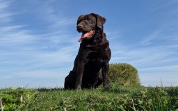 Labrador Retriever dogs for stud: Proven KC Reg Labrador health tested stud in Olney - Image 22
