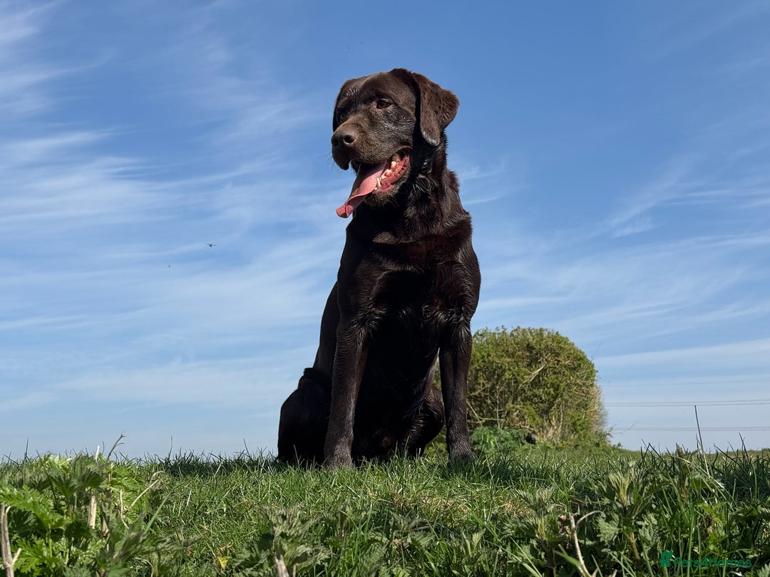 Labrador Retriever dogs for stud: Proven KC Reg Labrador health tested stud in Olney - Image 22