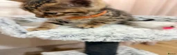 Bengal cats for sale: Quality Bengal kittens in Harrow - Advert 3