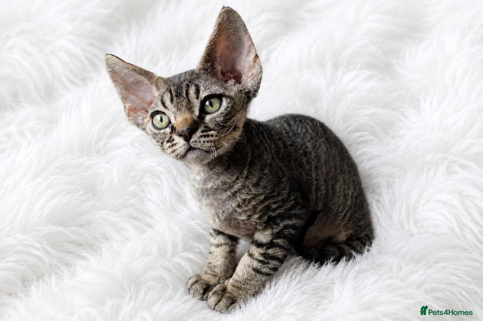 Devon Rex cats  GCCF Champion sired kittens ready now! - Advert 1