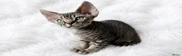 Devon Rex cats for sale:  GCCF Champion sired kittens ready now! - Advert 1