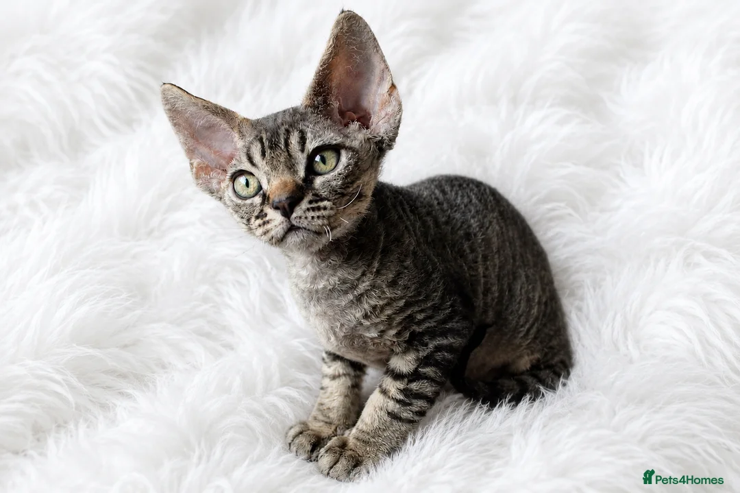 Devon Rex cats for sale:  GCCF Champion sired kittens ready now! - Advert 1