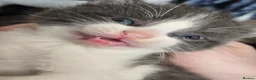 Mixed Breed cats for sale: Beautiful Blue/grey & white boys - Advert 9