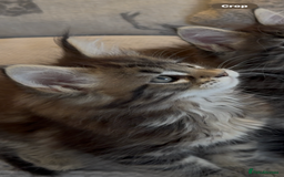 Maine Coon cats for sale: Outstanding pedigree kittens - Image 16