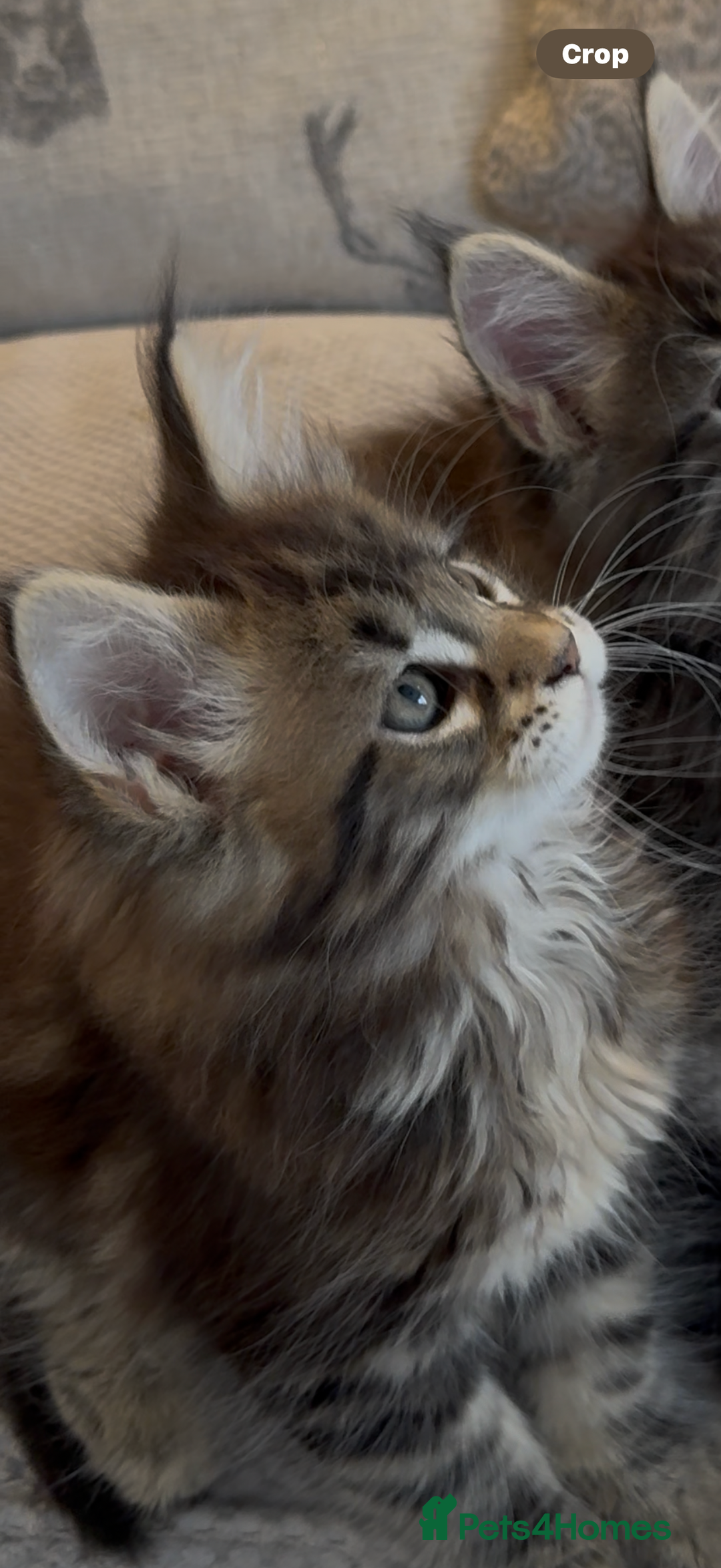 Maine Coon cats for sale: Outstanding pedigree kittens - Image 16