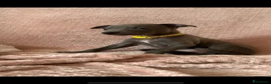 Whippet Puppy 5