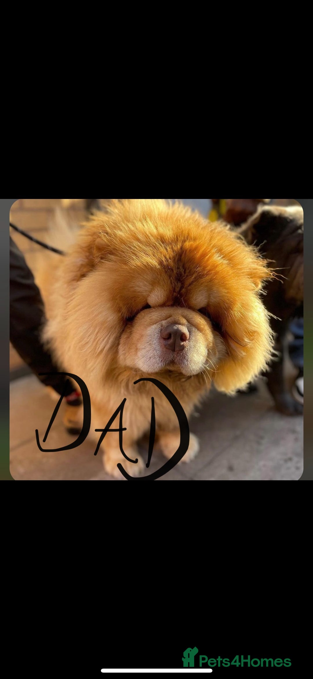 Chow Chow dogs for sale: Champion pedigree chow chow puppies in Northampton - Image 13