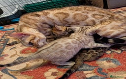 Bengal cats for sale: 7 Beautiful kittens are looking for a forever home - Image 3