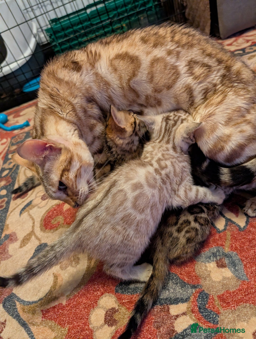 Bengal cats for sale: 7 Beautiful kittens are looking for a forever home - Image 3