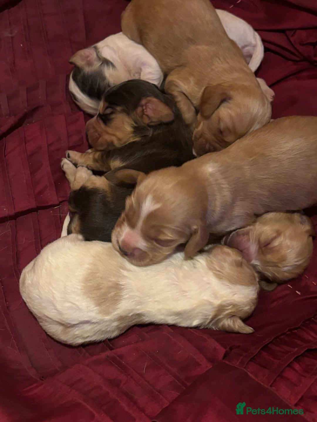 Cocker Spaniel dogs for sale: CockerSpaniel Puppies - Image 1