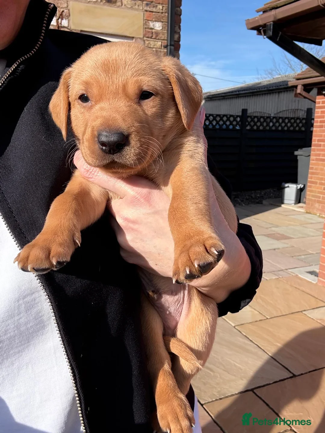 Labrador Retriever dogs for sale: Last boy Labrador kc reg  in Preston - Advert 1