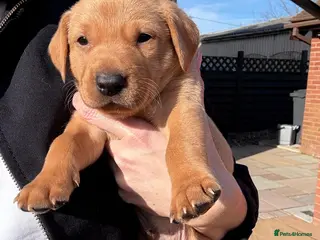 Labrador Retriever dogs Last boy remaining Kc reg - Advert 11