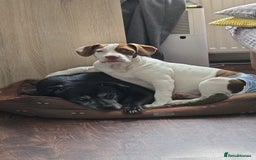 Mixed Breed dogs for sale: For sale mix breed female 7month old - Image 5