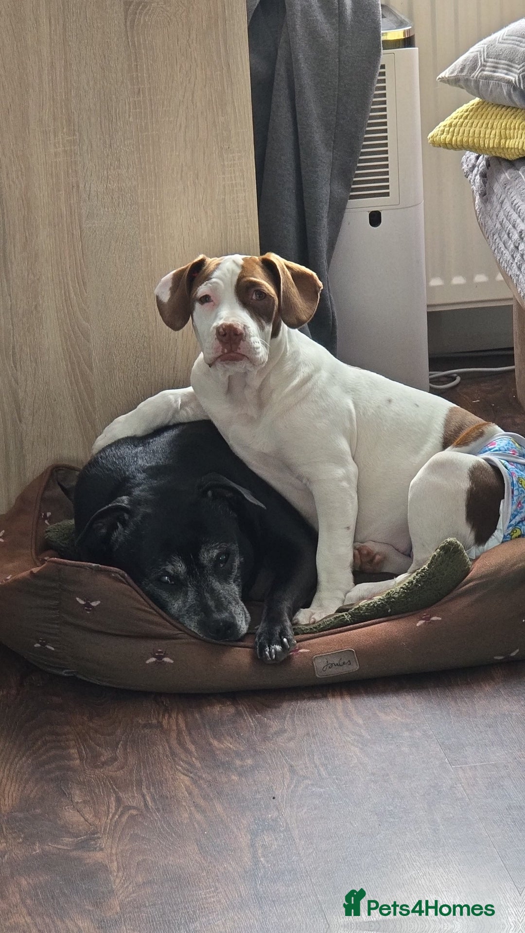 Mixed Breed dogs for sale: For sale mix breed female 7month old - Image 5