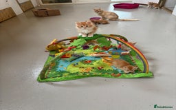 Maine Coon cats for sale: Red Maine coon female kittens, TICA reg - Image 36