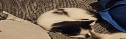 Domestic Shorthair cats for sale: Beautiful black&white playful shorthair baby girl - Advert 2