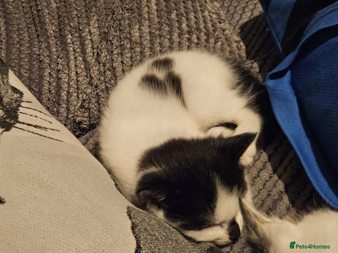 Domestic Shorthair cats for sale: Beautiful black&white playful shorthair baby girl - Advert 2