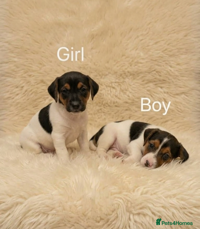 Jack Russell dogs Jack russell pups - Advert 1