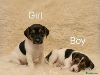 Jack Russell dogs Jack russell pups - Advert 2