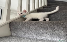 Mixed Breed cats for sale: Mixed breed white kittens  - Image 13