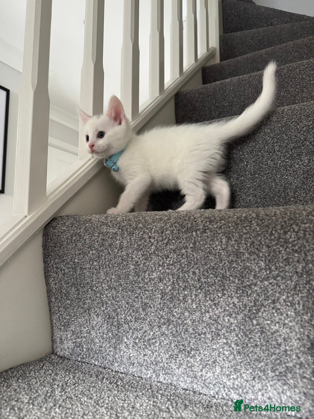 Mixed Breed cats for sale: Mixed breed white kittens  - Image 13
