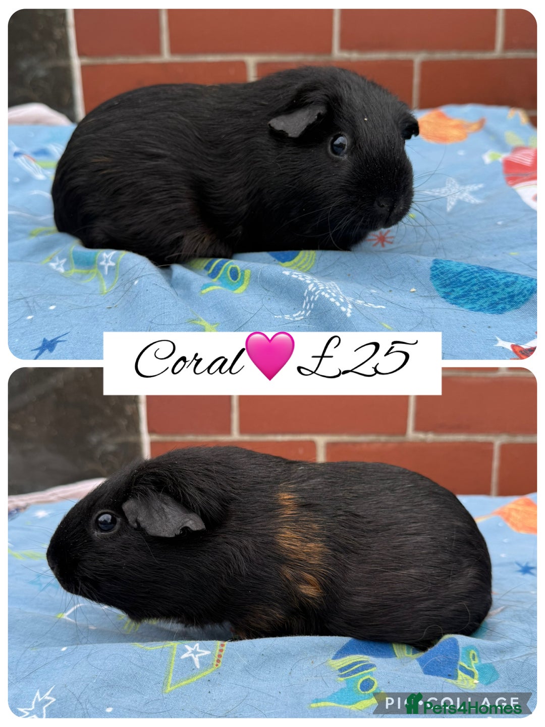 Guinea Pig rodents for sale: Female guinea pigs  - Image 9