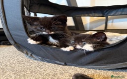 British Shorthair cats for sale: Kittens black and white  - Image 2
