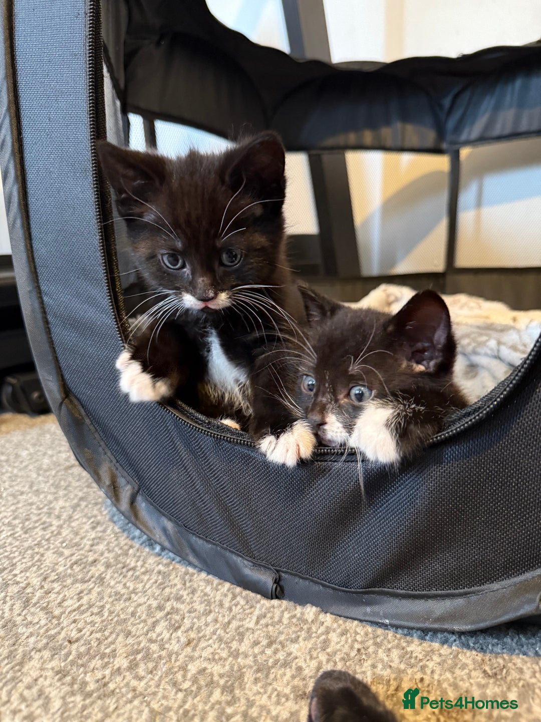 British Shorthair cats for sale: Kittens black and white  - Image 2