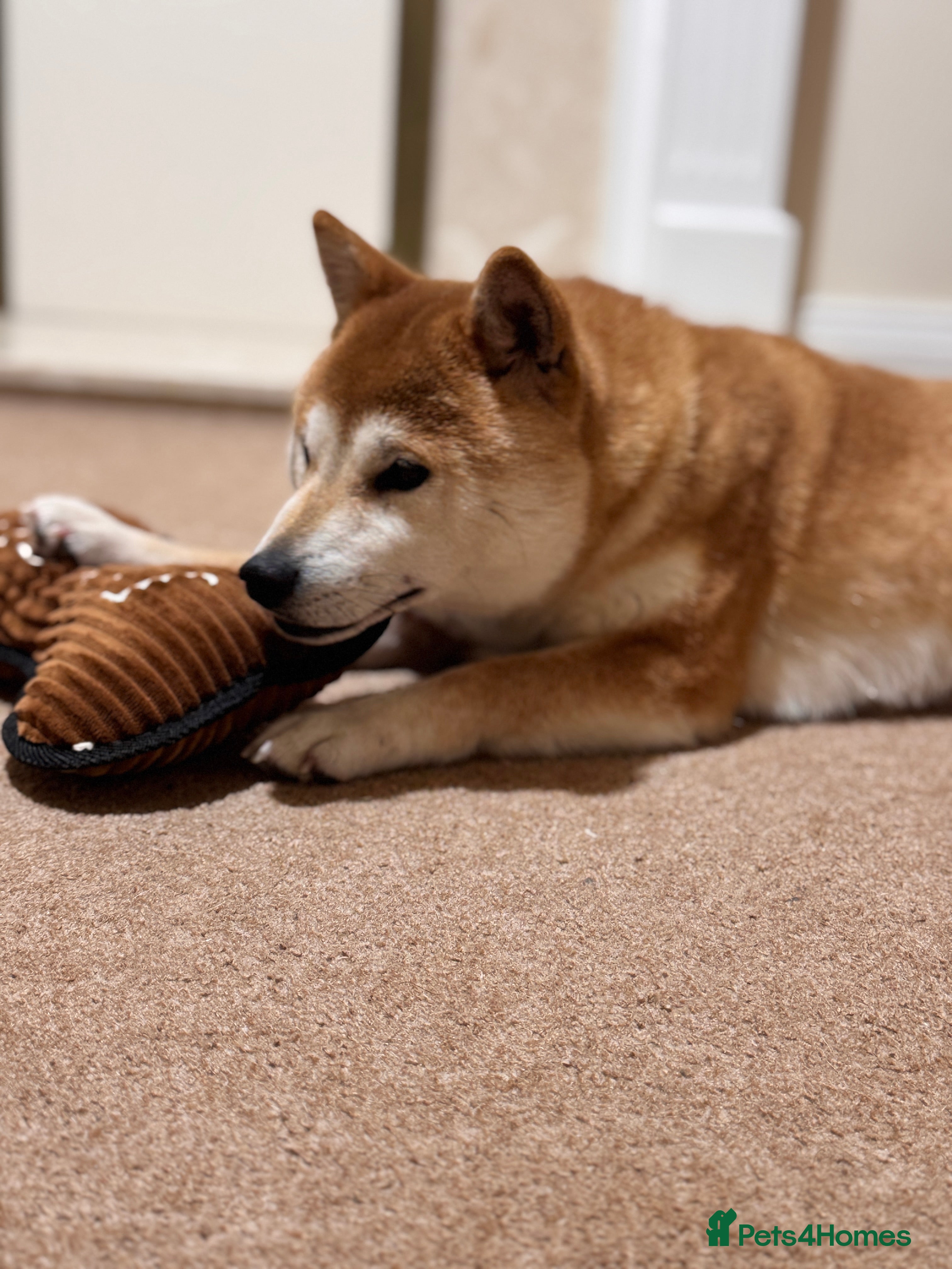 Japanese Shiba Inu dogs Shiba Inu Puppies  - Advert 1