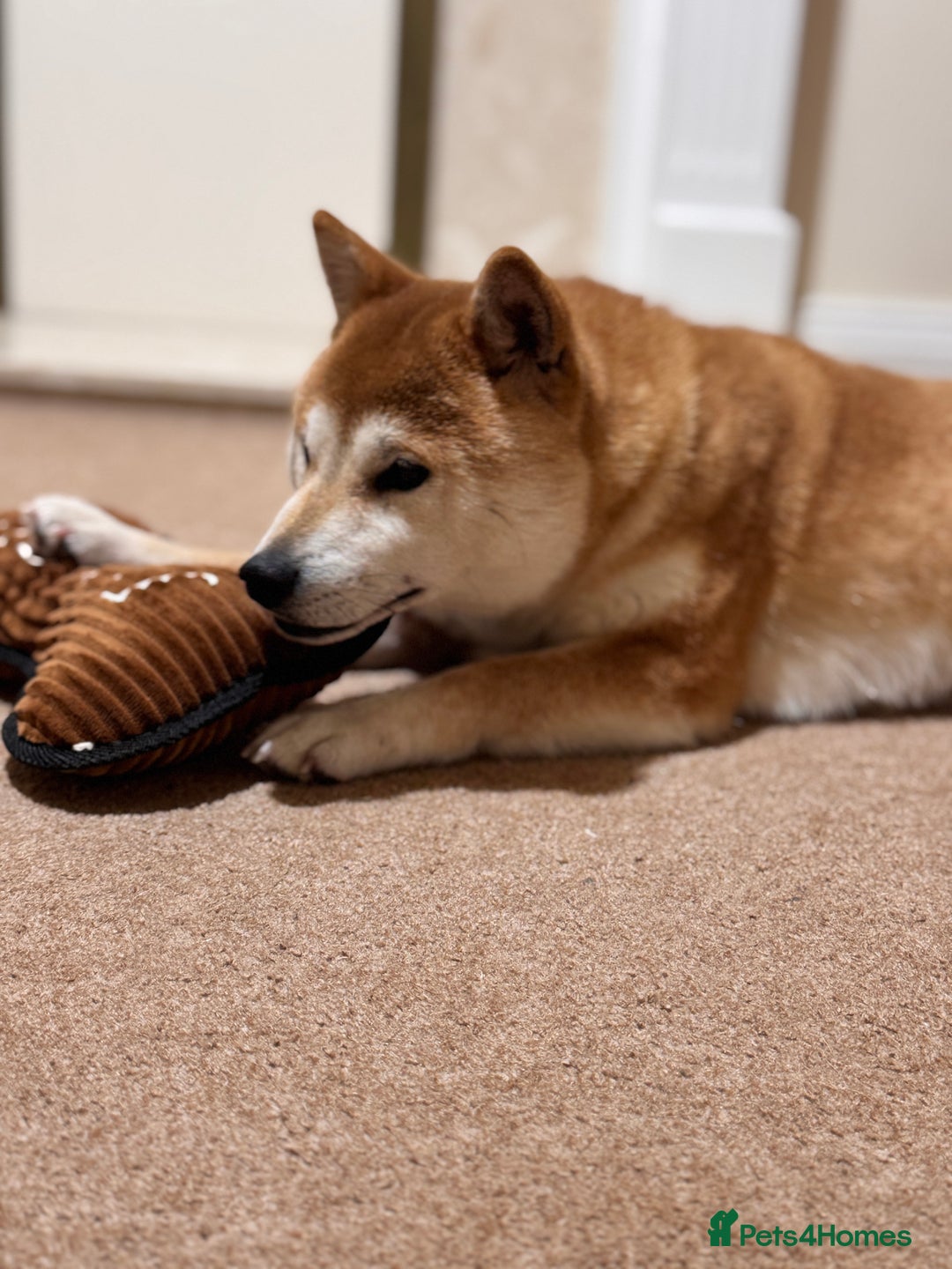 Japanese Shiba Inu dogs for sale: Shiba Inu Puppies  - Advert 1