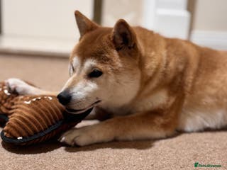 Japanese Shiba Inu dogs Shiba Inu Puppies - Advert 1