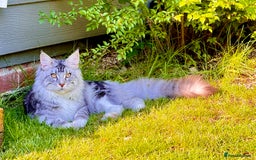 Maine Coon cats for sale: Stunning 9-Month-Old Maine Coon Boy - Image 9