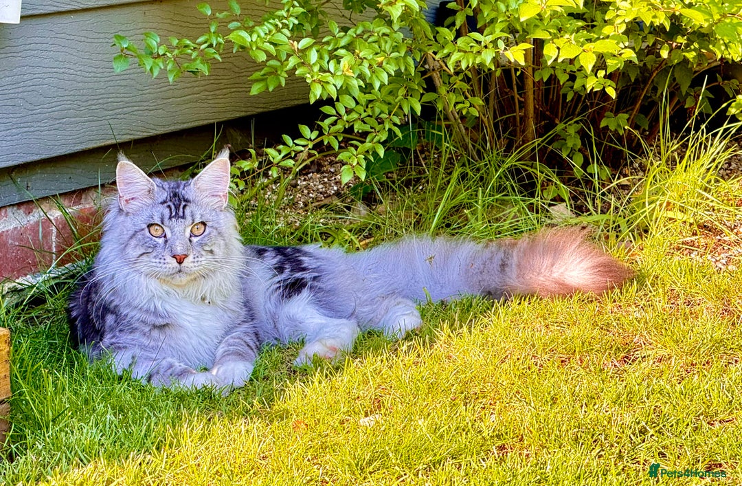 Maine Coon cats for sale: Stunning 9-Month-Old Maine Coon Boy - Image 9