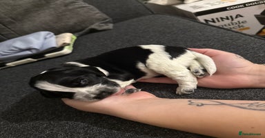 Cocker Spaniel dogs - Advert 11