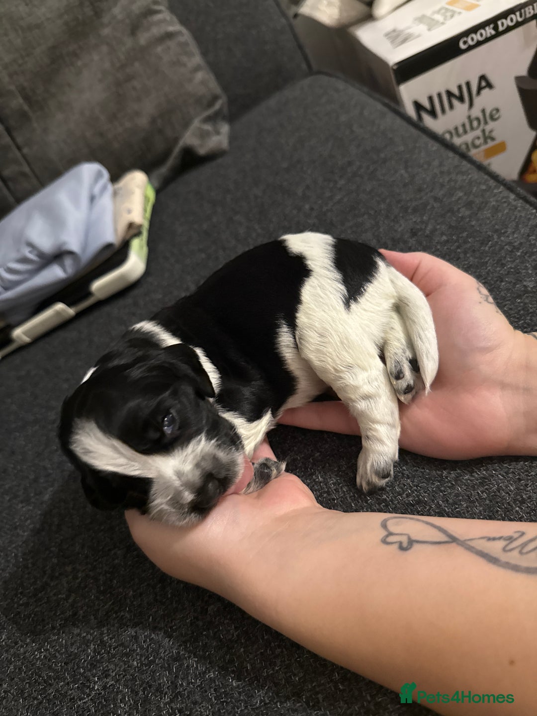 Cocker Spaniel dogs for sale: Beautiful cocker spaniels  - Image 3